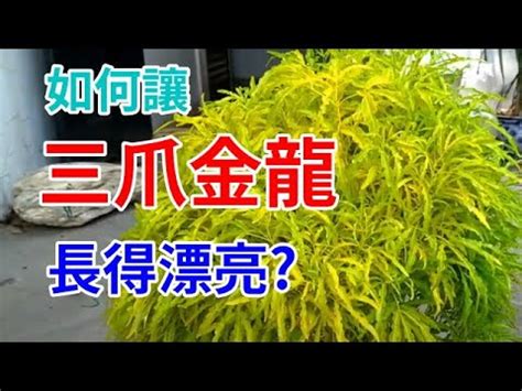 三爪金龍種植|【三爪金龍種植】三爪金龍種植秘訣大公開！觀賞植物專家傳授獨。